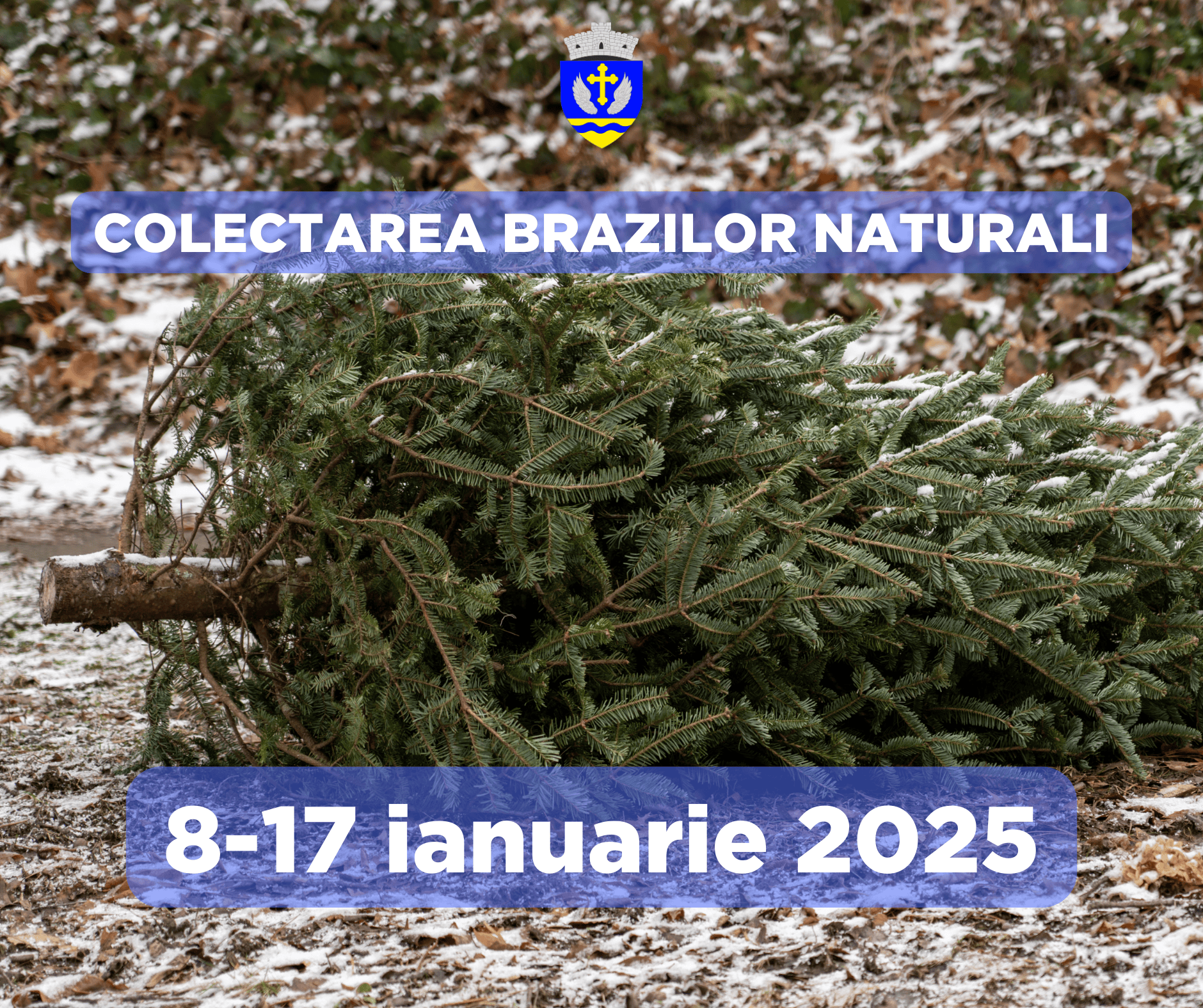Colectarea brazilor naturali